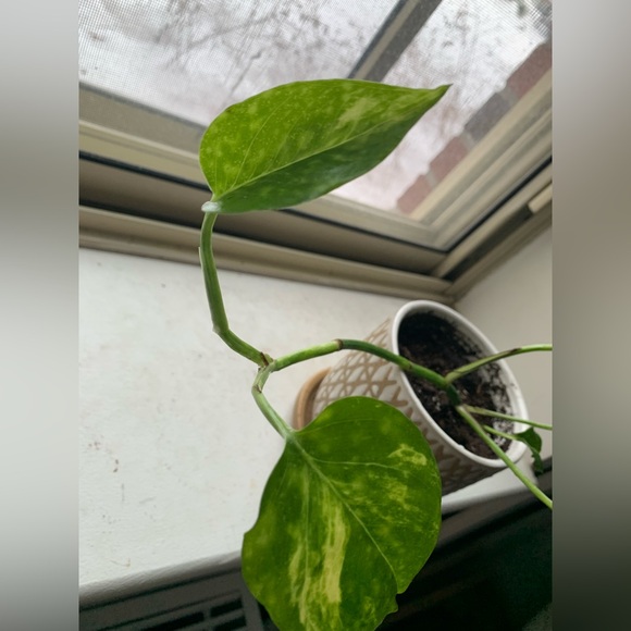 Pothos Plant - Picture 4 of 12